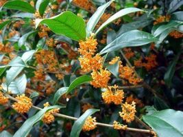 Rooted Starter Plant APRICOT ECHO Fragrant Tea Sweet Olive Osmanthus fragrans - £24.27 GBP
