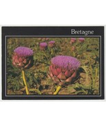 Bretagne Artichoke Vintage Postcard Posted 1990 - £2.67 GBP