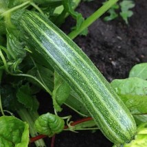 THJAR 50 Cocozelle Zucchini Summer Squash Seeds Cucurbirta pepo Italian Squash N - $5.00