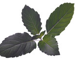 Organic Holy Basil  O Sanctum Tulsi A Medicinal Herb &amp; Spice 200 Seeds - £7.22 GBP