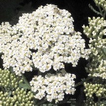 US Seller 1000 White Yarrow Achillea Millefolium Flower Seeds Fast Shipping - $13.80