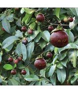  Fruit Tree Mangosteen (Garcinia Mangostana) Live Plant - £58.09 GBP