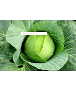 Copenhagen Cabbage Seeds - Vegetable Seeds - BOGO - £0.77 GBP