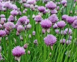 Chives Seeds 300 Onion Herbs Perennial Garden Allium Culinary Fast Shipping - $8.99