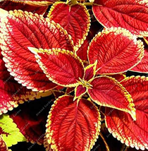  100 Chinese Natural Organic Red Coleus BlumeiRainbow Seeds - £5.23 GBP