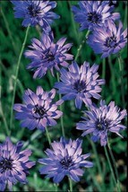 RAFHSTORE 20 Blue Cupids Dart Aka &#39; Love Plant &#39; Catananche Caerulea Flower Seed - $10.88