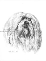 #355 LHASA APSO dog art print * Pen and ink drawing by Jan Jellins - $12.50