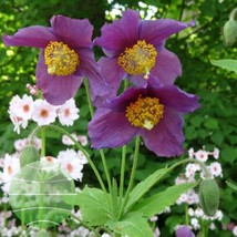 Himalayan Hensol Violet Poppy (Meconopsis Betonicifolia Violet) - min 10... - $5.99