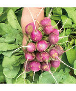 Purple Cherry Radish Seeds Sweet Crisp White Flesh Thin Skin Thick Flesh... - $237.92 MXN