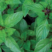 Cinnamon Basil Seeds Gardening USA Shipping - $10.00