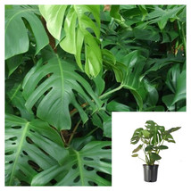 Philodendron Split Leaf Monstera Deliciosa house Live Plant 1 Gallon - £29.58 GBP