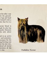 Yorkshire Terrier 1939 Yorkie Dog Breed Art Ole Larsen Color Plate Print... - $29.99