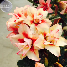 Fresh Seeds Adenium Redish Orange Petals Dark Red Centre Edge Flower Seeds 2Pcs  - $11.18