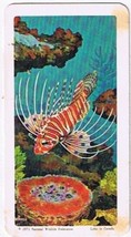 Brooke Bond Red Rose Tea Card #48 Lionfish Exploring The Ocean - £0.78 GBP