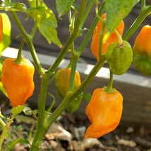 20 Orange Habanero Seeds Spicy Hot Pepper USA Fast Shipping - £11.97 GBP