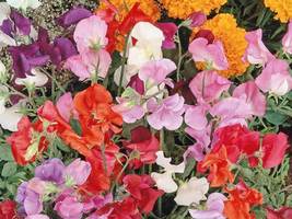 Ship From Us 4,800 Sweet Pea Knee High Mix Seeds, ZG09 - £98.48 GBP