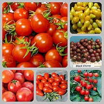 Cherry Tomato Collection Open Pollinated Fresh Garden Seeds - $35.44