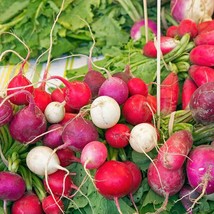 Radish Seeds 200 Easter Egg Blend Vegetable Garden USA Seeds Fast Shipping - £9.61 GBP