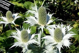 10 seeds Silver Sea Holly Eryngium Giganteum Miss Willmott&#39;S Ghost Flower - £6.85 GBP