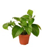 Pothos &#39;Green Queen&#39;-6&quot; Pot - €16,90 EUR