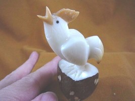 TNE-CH-R-337-B) Rooster chicken game cock TAGUA NUT Figurine carving Veg... - $18.22