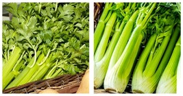 1500 Seeds Tall Utah Celery FREE SHIPPING - £13.51 GBP