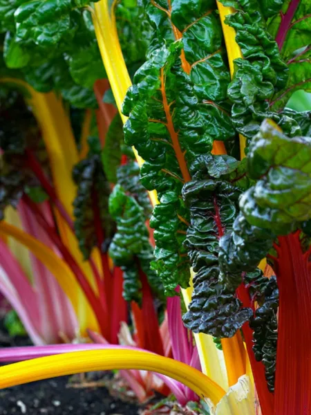 Swiss Chard Rainbox Mix 100 Seeds Beautiful Plant Gardening - $11.59