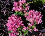 Bougainvillea rooted VERA PINK Starter Plant - £21.84 GBP