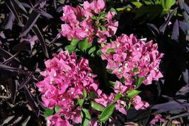 Bougainvillea rooted VERA PINK Starter Plant - £21.75 GBP