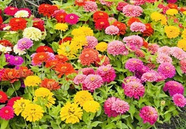 Rafhstore Bogo 1/2 Off Zinnia Mix Flower Seeds Nongmo Fresh Harvest Us Seeds - £7.12 GBP