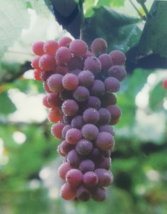 RED FLAME SEEDLESS GRAPE 1 Gal Vine Plant Vineyard Easy Grow Click 4 FRE... - $33.90