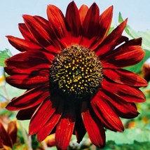 USA SELLER Velvet Queen Sunflower Seeds 50 Seeds Fast Shipping - £14.26 GBP