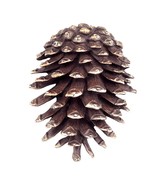 SPI Home Solid Brass Pinecone Doorknocker 7 Inches High - £130.57 GBP