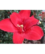 SR 15  Amaryllis seed Ferrari dried, refrigerated. - ready to plant  Hip... - $25.90