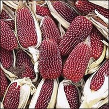 JGBOS Sell 150 Red Strawberry Popcorn Corn Zea Mays Vegetable Seeds - £7.18 GBP