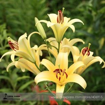 50 Seeds Lilium Lily Flower Fragrant Flower D Fresh Seeds for Planting - $11.99