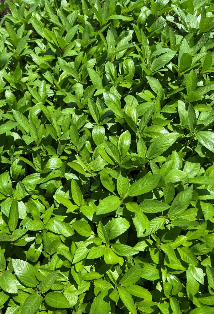 Egyptian Spinach (Molokhia) Seeds Heirloom Organic - £4.33 GBP