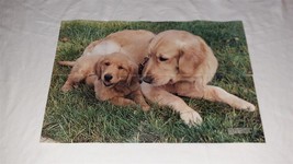 Golden Retriever Poster 1980 National Geographic World Magazine Large 31... - £11.06 GBP