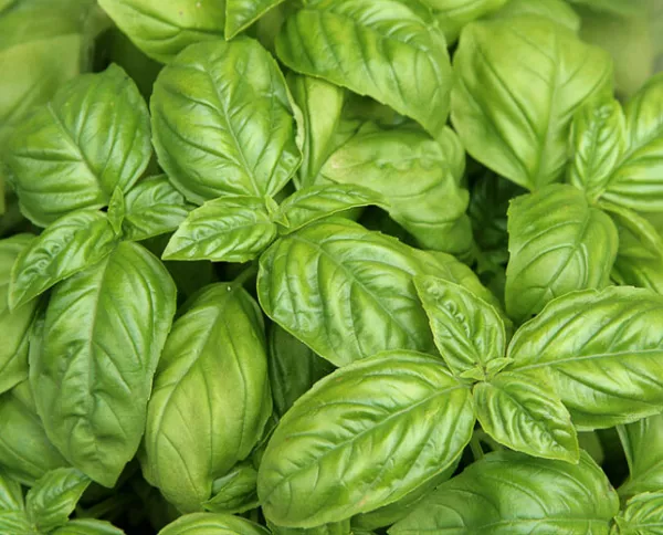 200 Sweet Basil Seeds Sweet Italian Basil Tukmaria Tulsi Ocimum Basilicum Fresh - $9.78