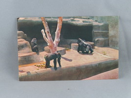 Vintage Postcard - Lowland Gorillas San Diego Zoo - Unbranded - £11.72 GBP