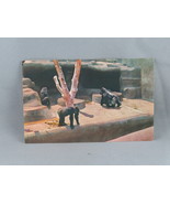 Vintage Postcard - Lowland Gorillas San Diego Zoo - Unbranded - $20.37 CAD