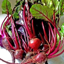 150 Seeds Ruby Queen Beet Beta vulgaris Heirloom Non-GMO Fresh Seeds - $96.47 MXN