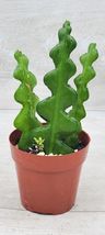 3&quot; pot Fishbone Cactus ,Epiphyllum Anguliger Ric Rac Cactus ,Zig Zag Cactus - £25.55 GBP