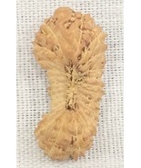 Rare 26 Mukhi Rudraksha / Twenty Six Face Rudraksh - IGL Certified - $1,485.00