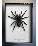 Tarantula Hairy Spider Hapalotremus Carabaya South American Entomology D... - $74.99