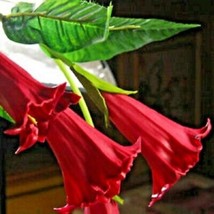 10 Candy Red Angel Trumpet Seeds Flowers Seed Flower Brugmansia Datura 632 - £6.44 GBP