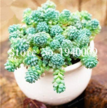 200 Seeds Sedum Dasyphyllum Bonsai Succulents Plants Bonsai Flower Bonsa... - $7.88