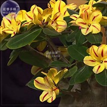 BELLFARM &#39;Whirlwind&#39; Yellow Adenium Bonsai 2pcs Seeds Heirloom Single Pe... - $4.09