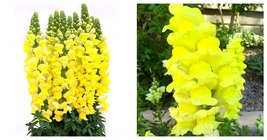 3,000 Seeds Tall Dark Yellow Snapdragon Seeds Home and Garden - £25.08 GBP