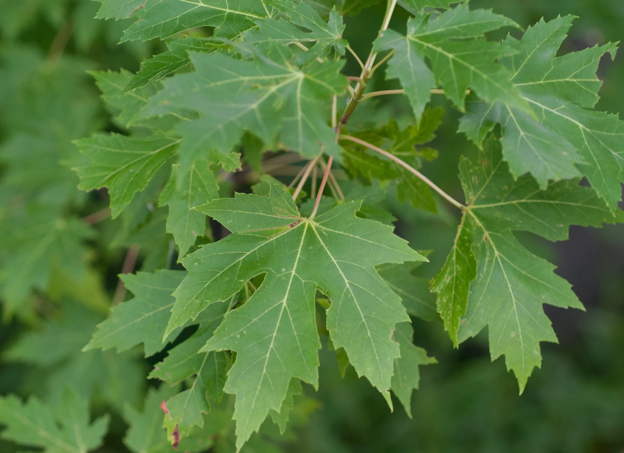 Quart Pot Acer Saccharinum Silver Maple - £30.23 GBP